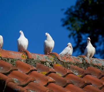 Dakrenovatie met behoud van zonnepanelen