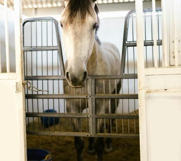 De perfecte paardenstal inrichten